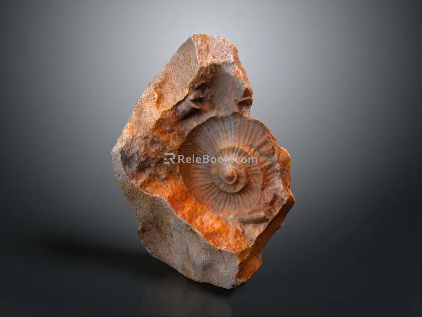 Conch fossil bone snail field snail shellfish marine animal wildlife animal 3d model