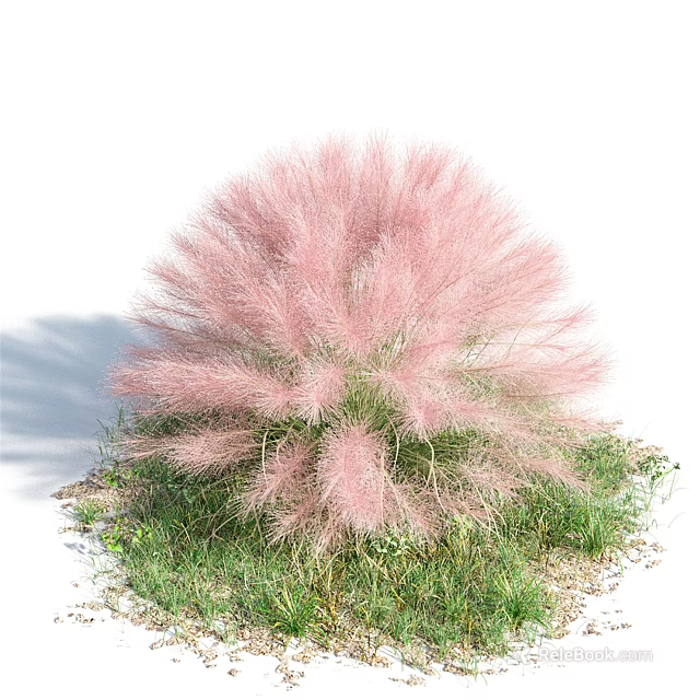 Beautiful Pink Fluffy Shrub Growing In Green Grass With White Background 3d model 