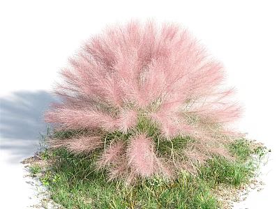 Beautiful Pink Fluffy Shrub Growing In Green Grass With White Background 3d model