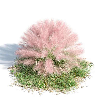 Beautiful Pink Fluffy Shrub Growing In Green Grass With White Background 3d model