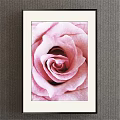 Botanical Painting of Pink Rose in Black Framed Artwork on Grey Wall