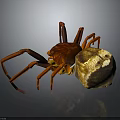 Red Spider With Long Legs Near Brown And White Round Object On Dark Surface
