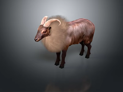 Realistic Fluffy Goat With Curved Horns And Brown Fur Standing On Dark Background 3d model