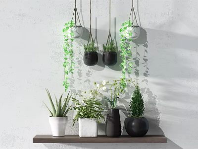 Hanging And Shelf Potted Plants With Green Vines Succulents In Black White Pots 3d model