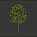 Vibrant Fruit Tree With Green Leaves And Red Orange Fruits As Healthy Food Source