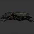 Detailed View Of Dark Beetle With Shiny Exoskeleton And Long Legs