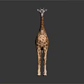 Standing Giraffe Model With Spotted Pattern On Gray Background And Floor Reflection