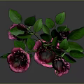 Beautiful Pink Roses With Green Leaves On Single Stem Against Gray Background
