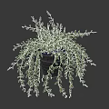 Indoor Decorative Bonsai Potted Plant with Hanging Green Leaves in Brown Pot