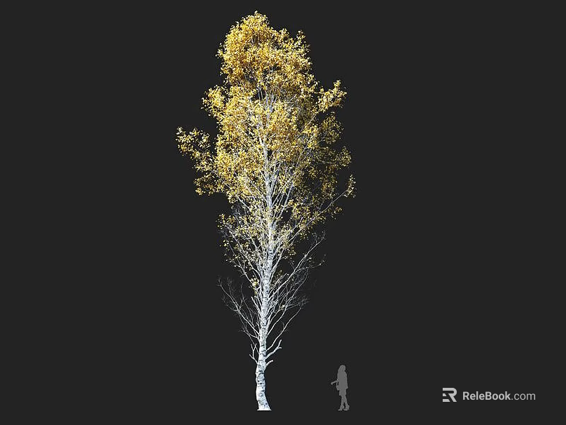 Golden Yellow Leaves Birch Tree With White Trunk In Autumn And Human Silhouette For Scale 3d model 