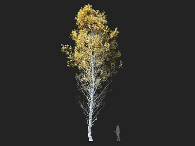 Golden Yellow Leaves Birch Tree With White Trunk In Autumn And Human Silhouette For Scale 3d model