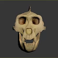 Medical Device Human Skull Model With Detailed Anatomical Structure For Medical Education And Training