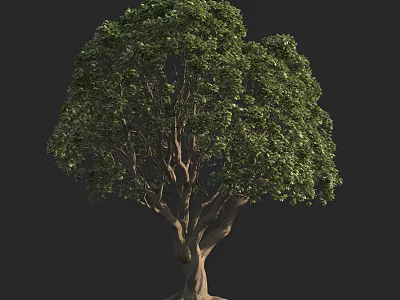 Lush Arbor With Green Foliage Strong Trunk And Natural Branch Structure 3d model