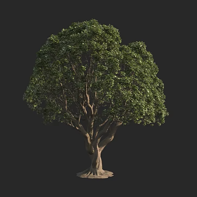 Lush Arbor With Green Foliage Strong Trunk And Natural Branch Structure 3d model