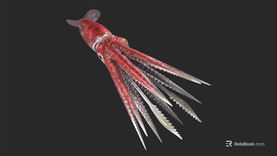 Vibrant red and white squid displaying long slender tentacles in marine habitat 3d model 