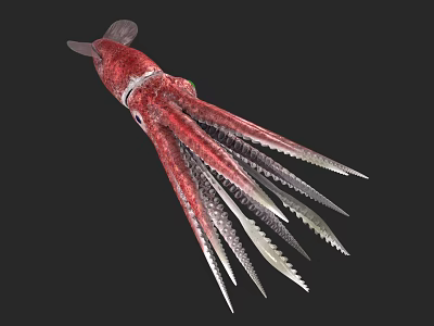 Vibrant red and white squid displaying long slender tentacles in marine habitat 3d model