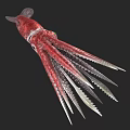 Vibrant red and white squid displaying long slender tentacles in marine habitat