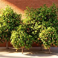 Lush Fruit Trees With Orange Fruits Against Red Brick Wall And Green Leaves