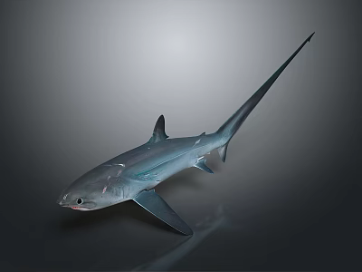 Detailed 3D Rendered Blue Shark With Long Tail Isolated On Gray Background 3d model