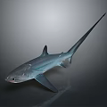 Detailed 3D Rendered Blue Shark With Long Tail Isolated On Gray Background