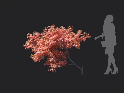 Vibrant Red Leaf Tree in Autumn with Female Silhouette on Black Background 3d model