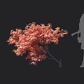 Vibrant Red Leaf Tree in Autumn with Female Silhouette on Black Background
