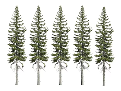 Five Evergreen Trees With Upright Trunks And Dense Foliage Arrangement 3d model