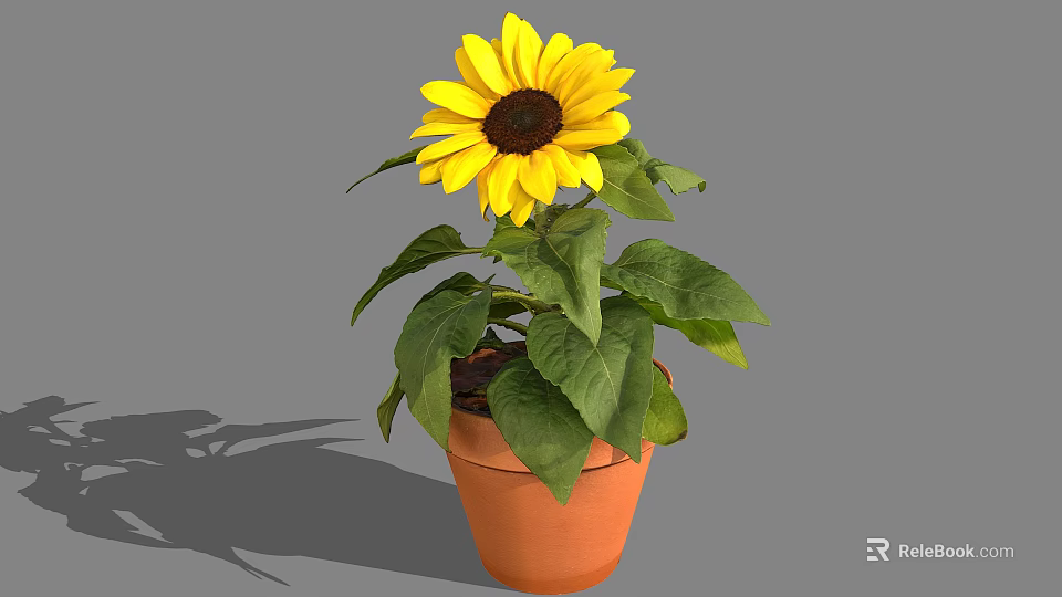Vibrant Sunflower Plant In Terracotta Pot With Green Leaves And Yellow Petals 3d model 