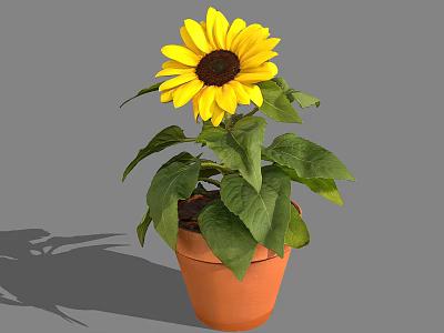 Vibrant Sunflower Plant In Terracotta Pot With Green Leaves And Yellow Petals 3d model