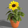 Vibrant Sunflower Plant In Terracotta Pot With Green Leaves And Yellow Petals