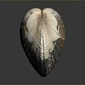Marine Aquatic Animal Shell Featuring Brown White Stripes And Natural Texture