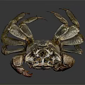 Red Clawed Brown Crab With Detailed Shell On Dark Background View