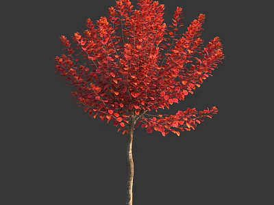 Ornamental Garden Shrub With Vibrant Red Leaves And Lush Foliage For Landscaping 3d model