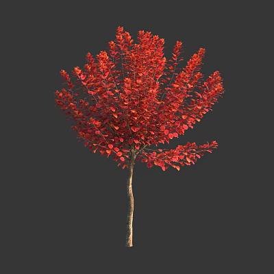 Ornamental Garden Shrub With Vibrant Red Leaves And Lush Foliage For Landscaping 3d model