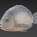Block Building Block Fish Marine Life Carp 3d model