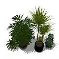 Various Green Potted Bonsai Plants With Different Leaf Shapes And Decorative Pots