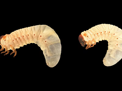 Two White Reptile Larvae With Curved Bodies And Legs On Black Background 3d model