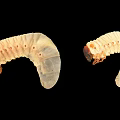 Two White Reptile Larvae With Curved Bodies And Legs On Black Background