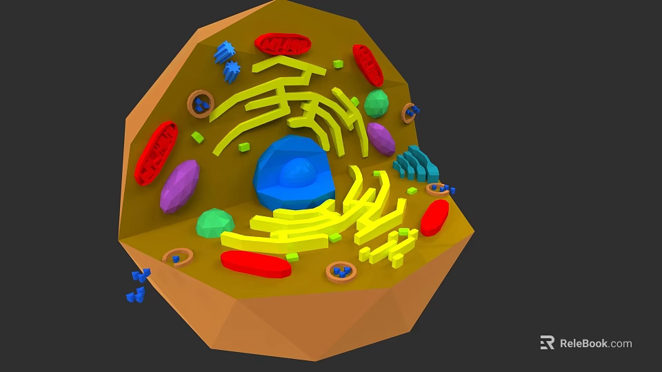 Cellular Organizational System 3D Model Showing Nucleus Endoplasmic Reticulum Mitochondria And Organelles 3d model 
