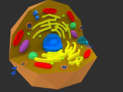 Cellular Organizational System 3D Model Showing Nucleus Endoplasmic Reticulum Mitochondria And Organelles 3d model