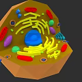 Cellular Organizational System 3D Model Showing Nucleus Endoplasmic Reticulum Mitochondria And Organelles