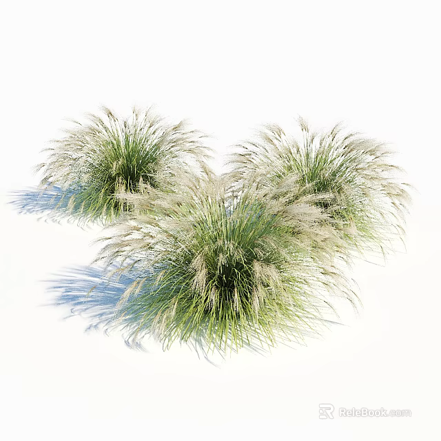 Lush Clumps of Ornamental Grass Featuring Green Foliage and White Plumes for Garden Landscaping 3d model 