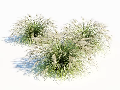 Lush Clumps of Ornamental Grass Featuring Green Foliage and White Plumes for Garden Landscaping 3d model
