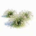 Lush Clumps of Ornamental Grass Featuring Green Foliage and White Plumes for Garden Landscaping