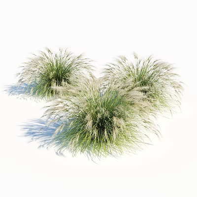 Lush Clumps of Ornamental Grass Featuring Green Foliage and White Plumes for Garden Landscaping 3d model