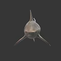 Realistic 3D Shark Model With Detailed Dorsal Fin And Body Features