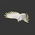 White Dove With Spread Wings Standing On Black Surface Showing Reflection 3d model
