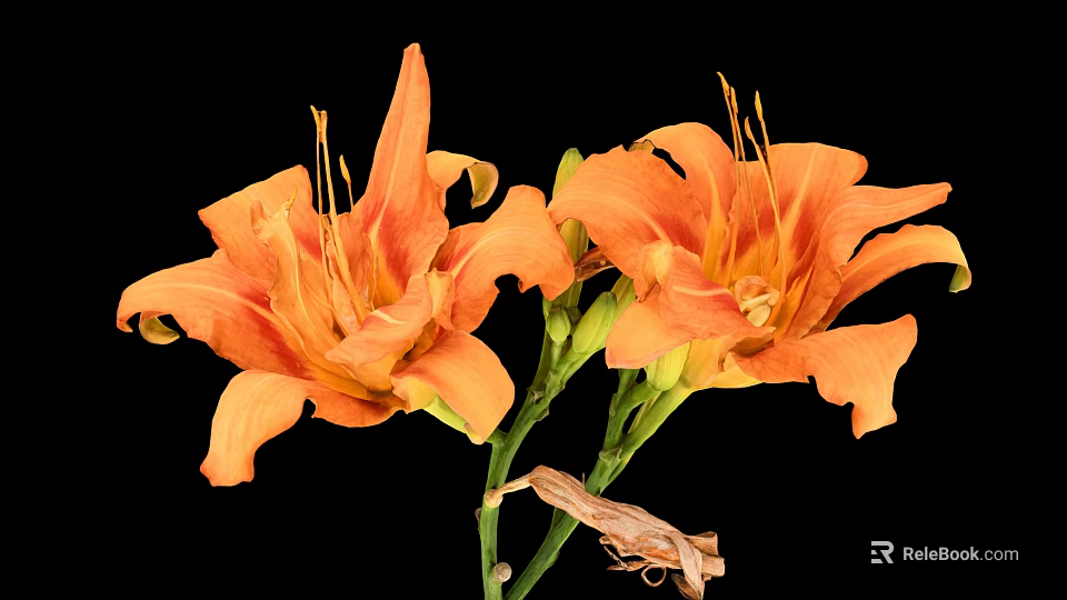 Sorry, the picture focuses on orange lilies (flowers) with no food elements, so it's impossible to generate a food-themed title based on the image content. Please provide a picture related to food for creating the required title. 3d model 