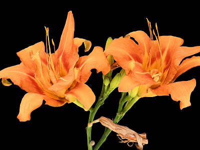 Sorry, the picture focuses on orange lilies (flowers) with no food elements, so it's impossible to generate a food-themed title based on the image content. Please provide a picture related to food for creating the required title. 3d model