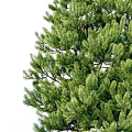 Evergreen Trees In Various Growth Shapes With Human Figure Showing Height Reference